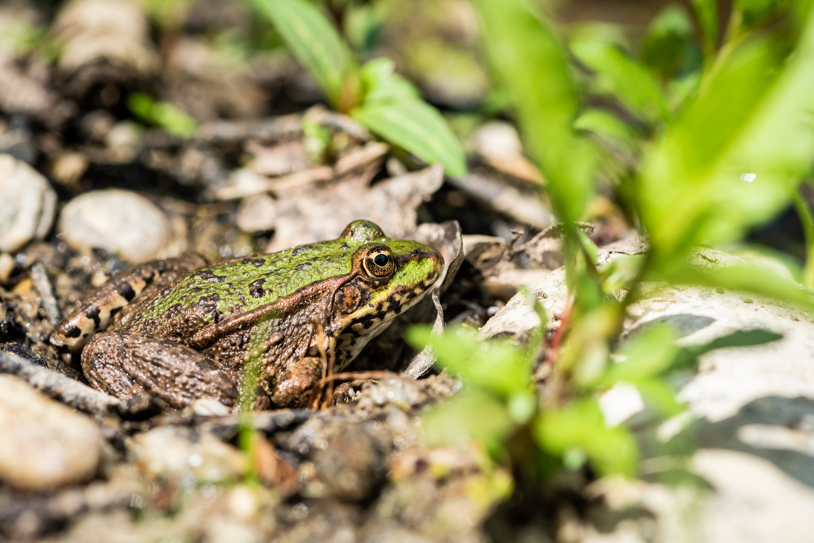 Frosch 