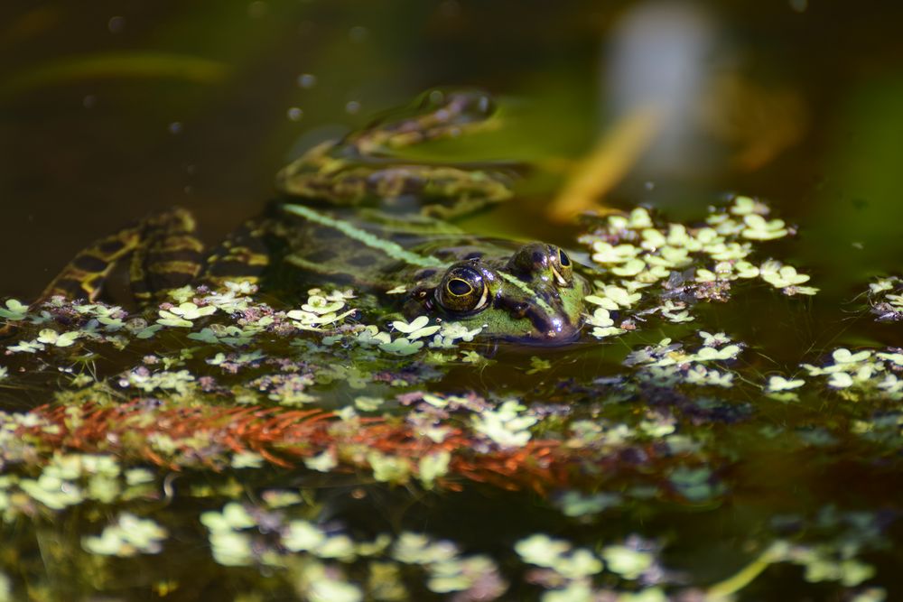 Frosch