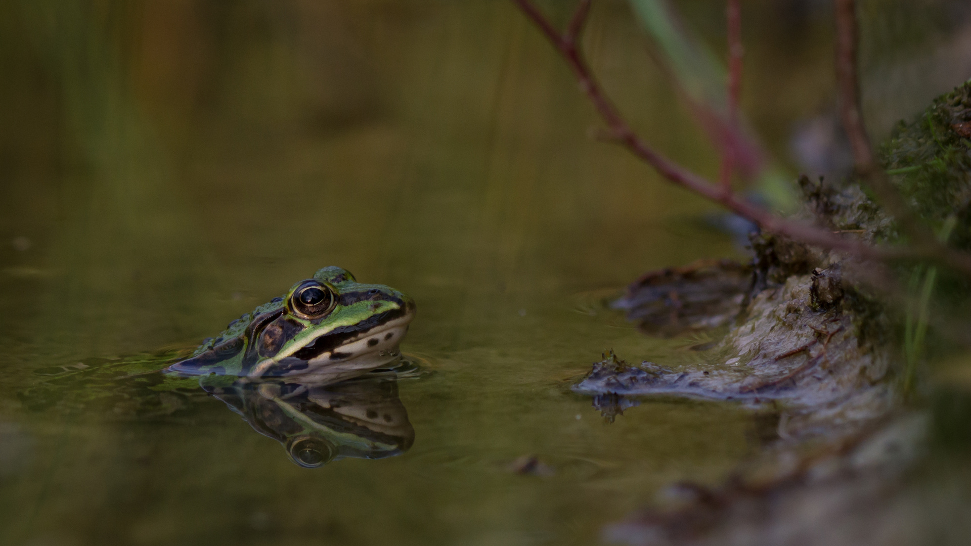 Frosch