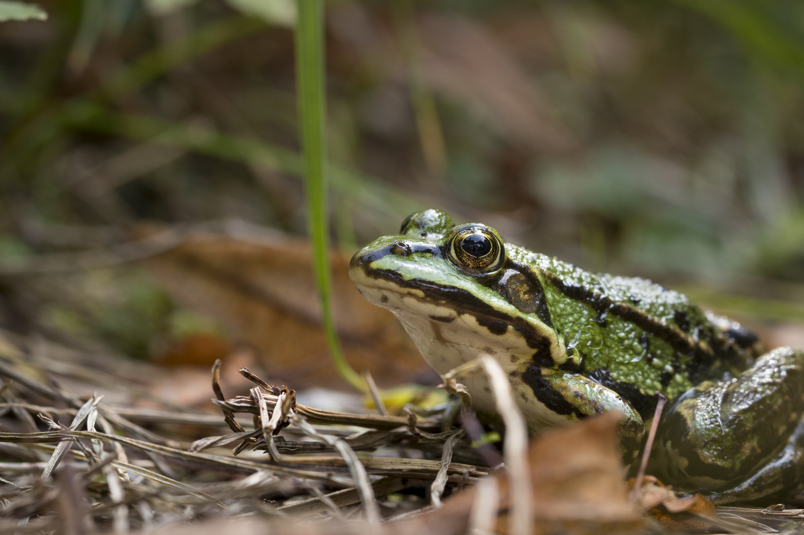 Frosch