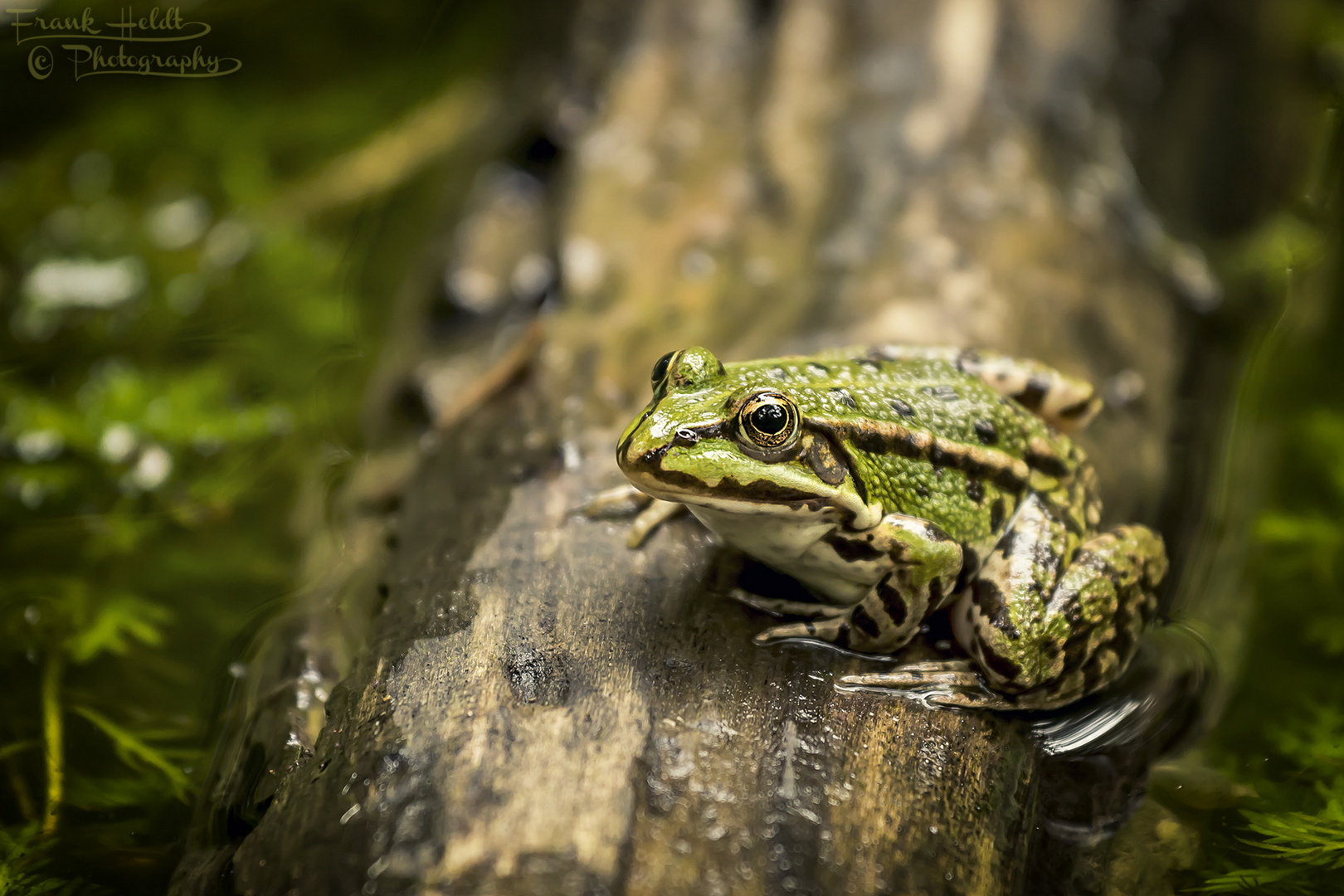 Frosch