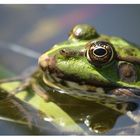 Frosch