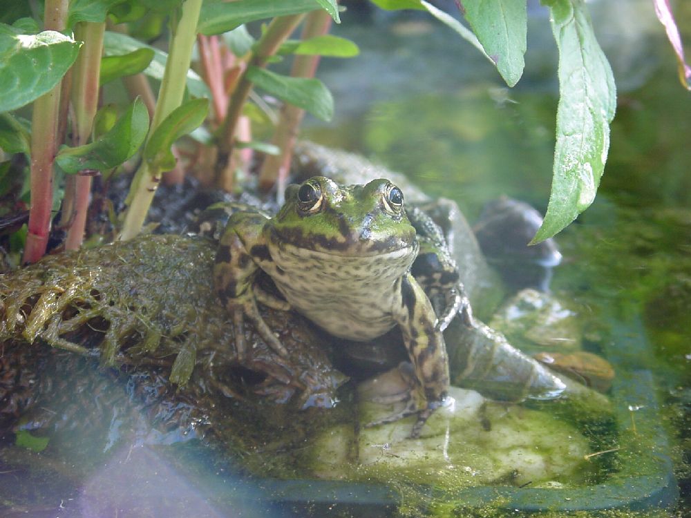 Frosch von Thomas Heinzer