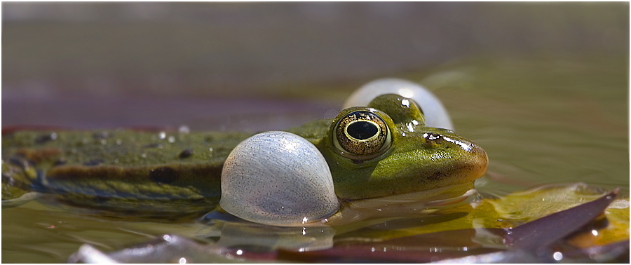 Frosch