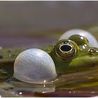 Frosch