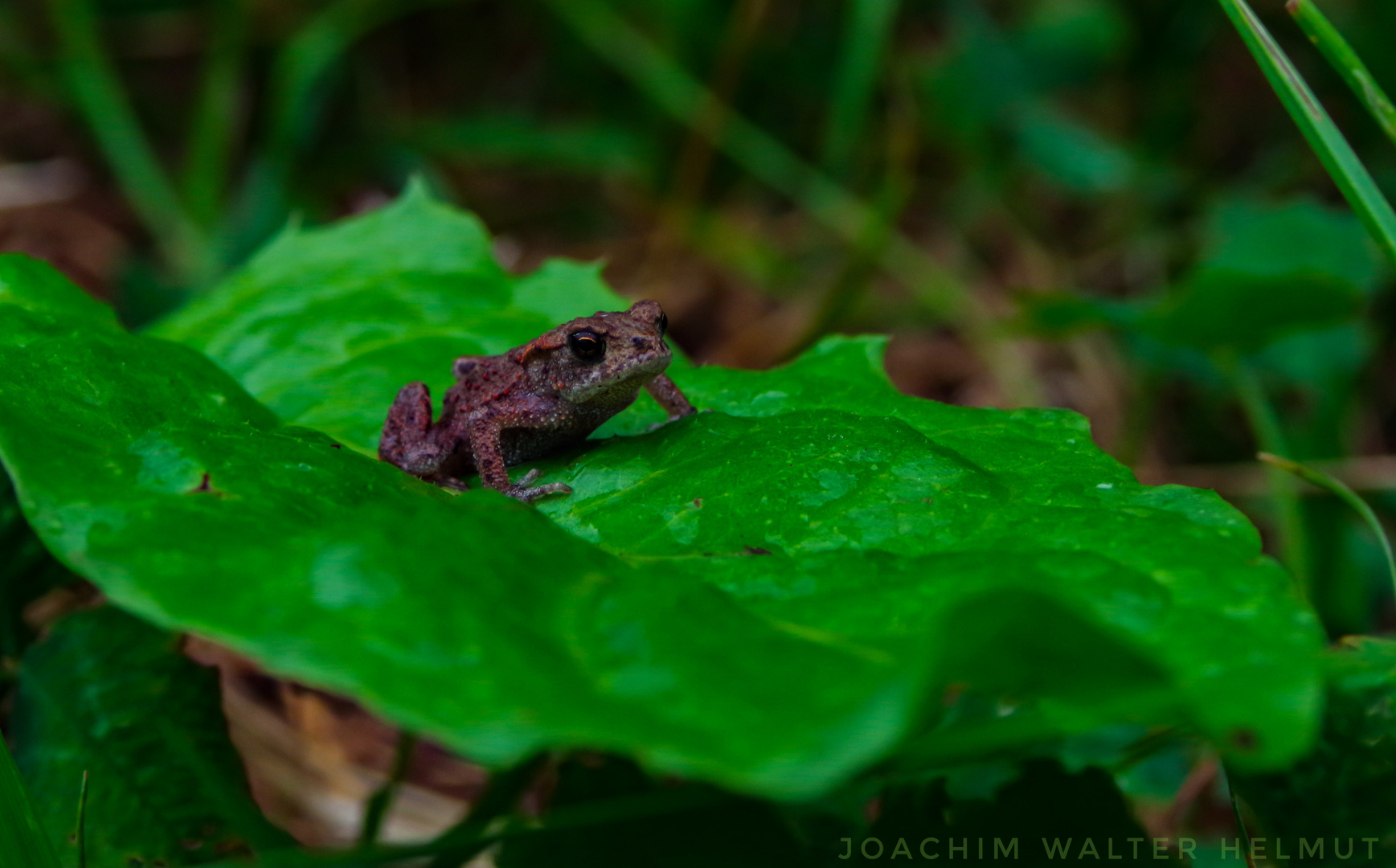 Frosch