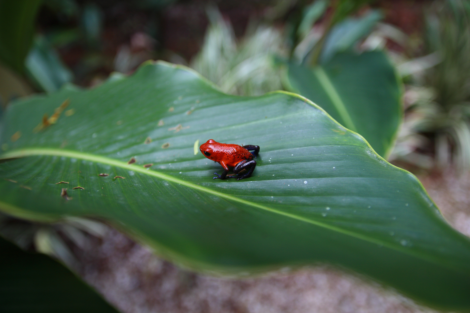 Frosch