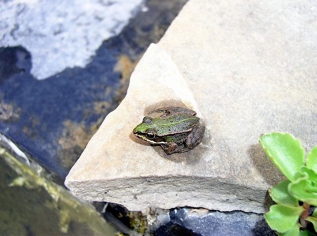 Frosch