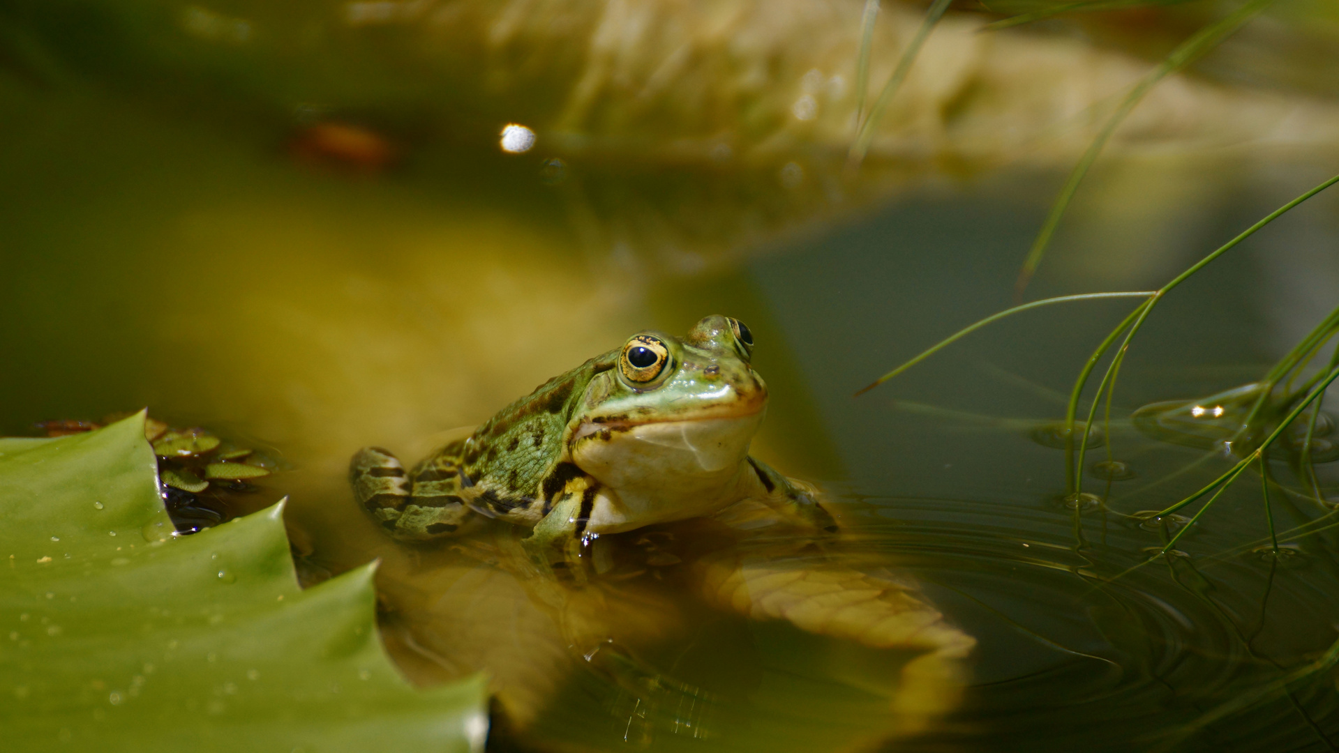 Frosch