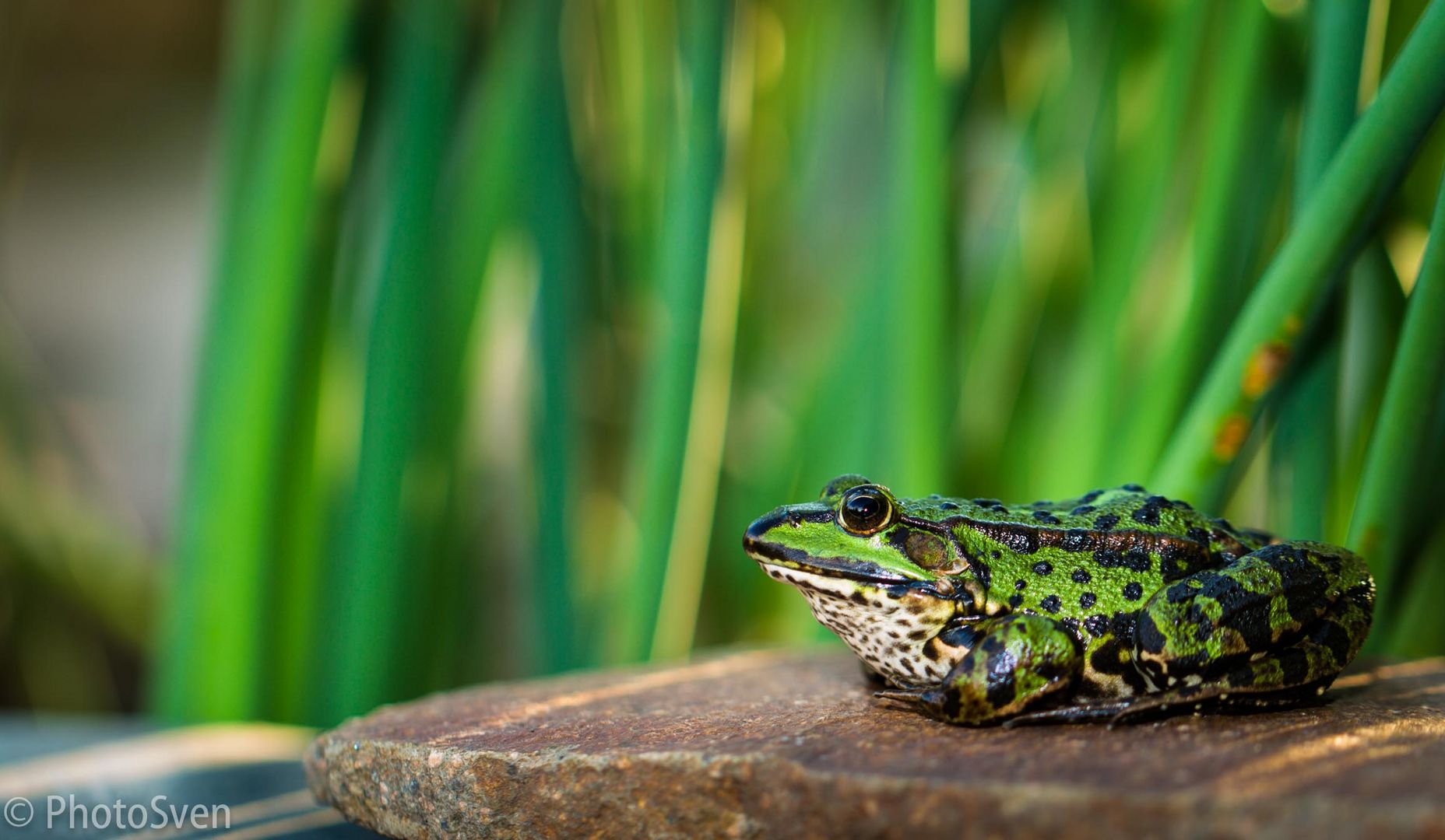 Frosch