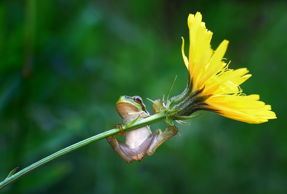 Frosch