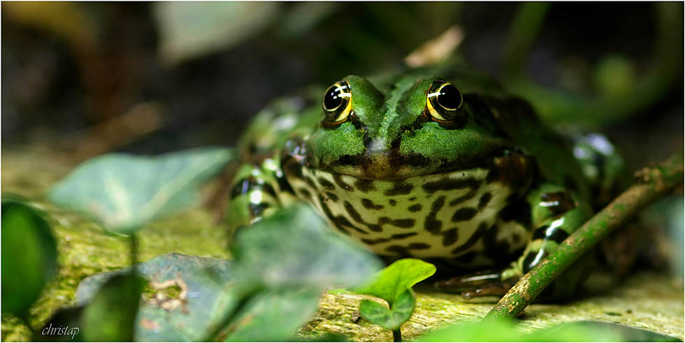 Frosch ...