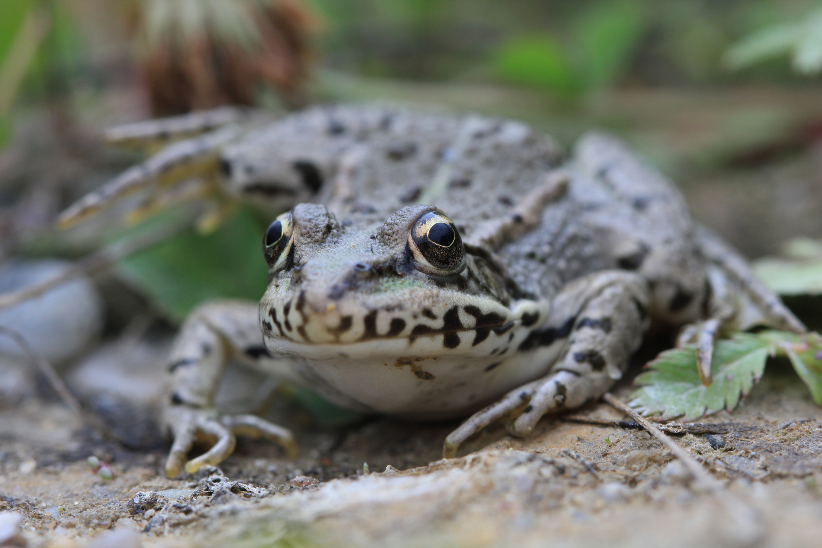 Frosch