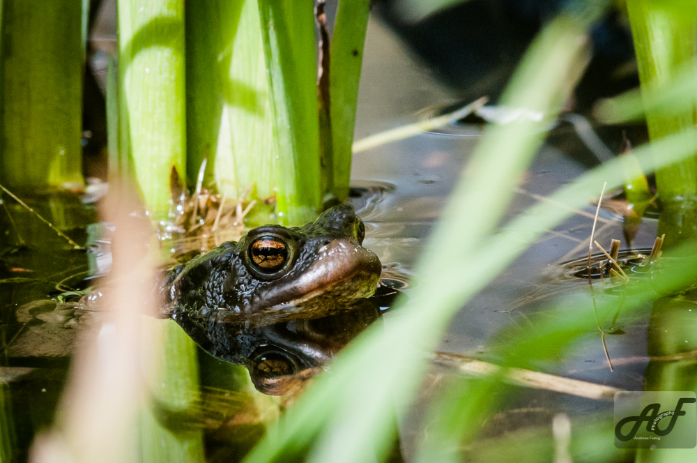 Frosch