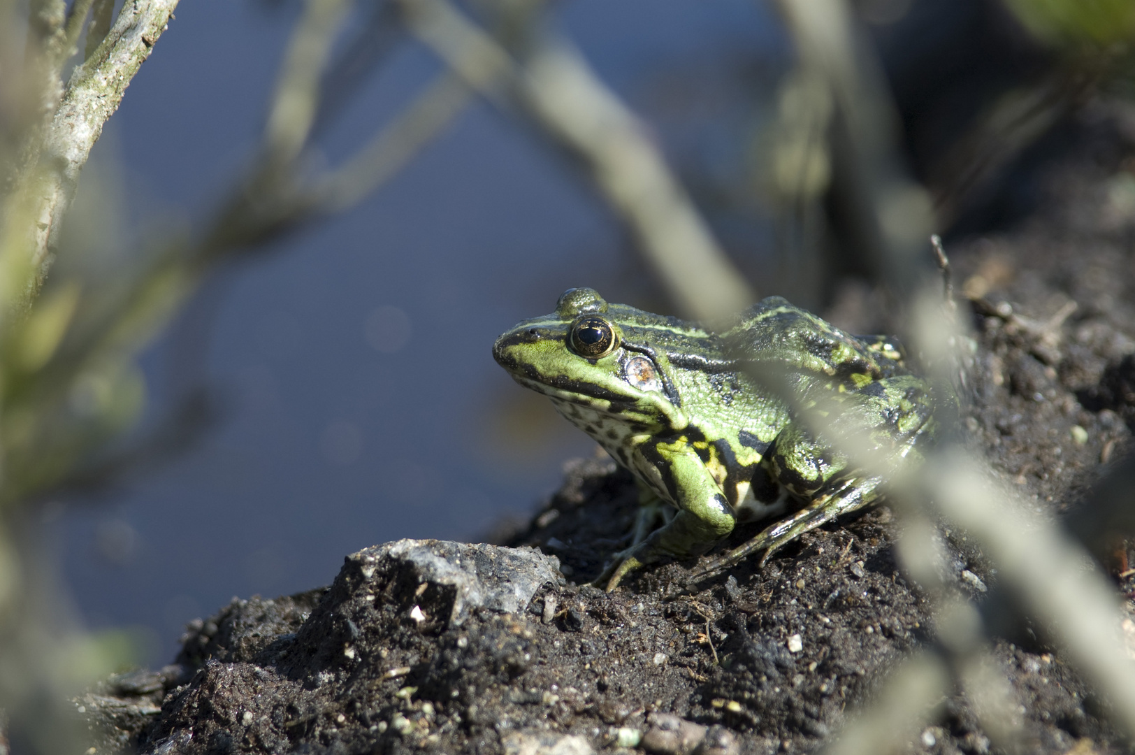 Frosch