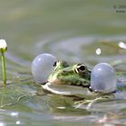 Frosch