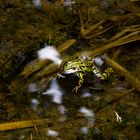 Frosch