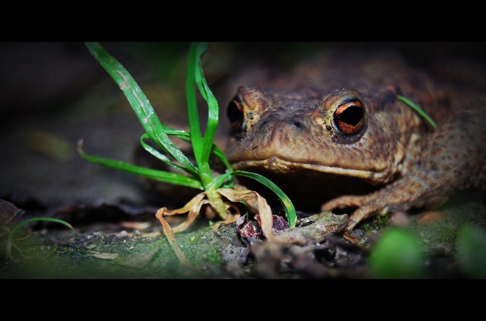 °-° frosch °-°