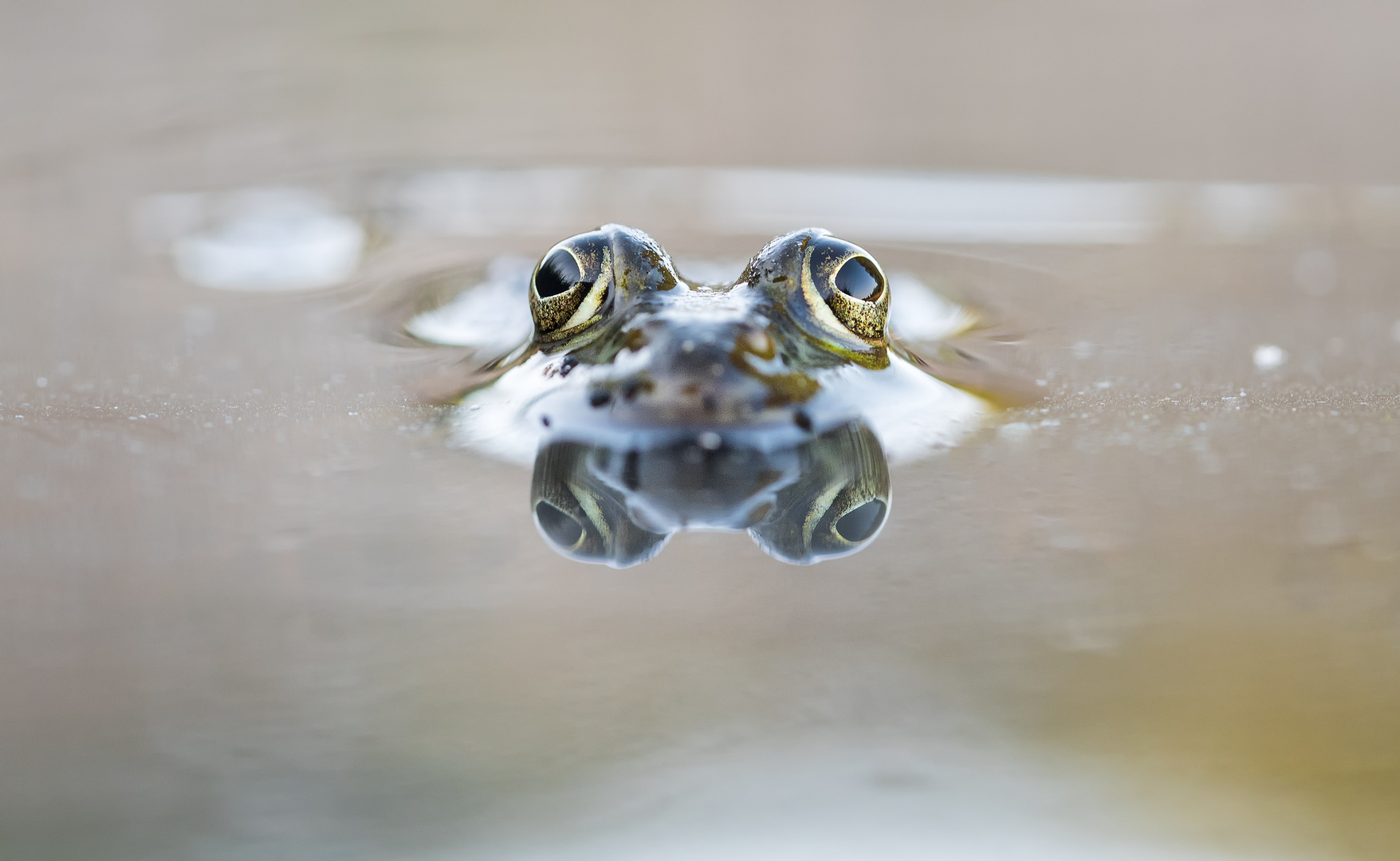 ___frosch___