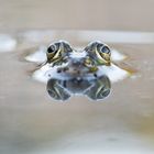 ___frosch___