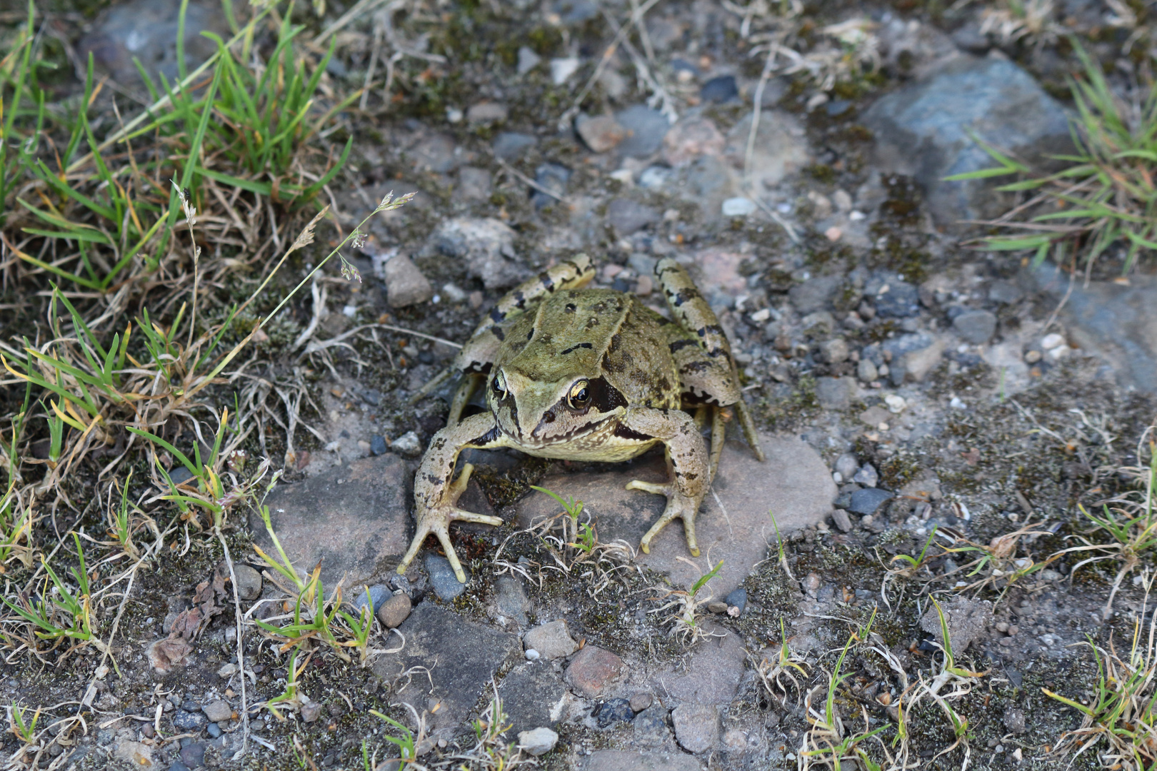 Frosch