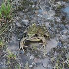 Frosch