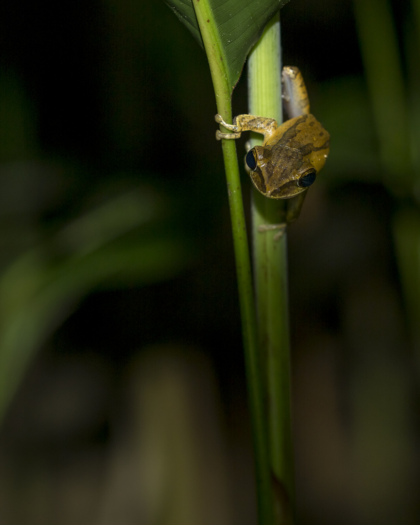 Frosch