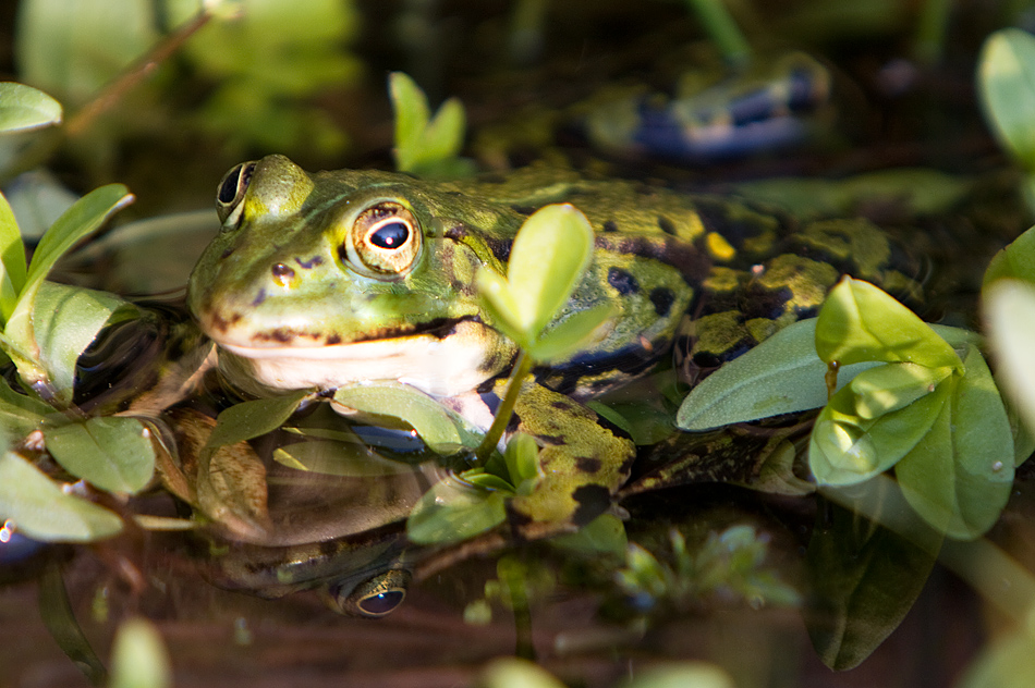 Frosch