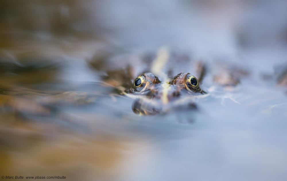 Frosch