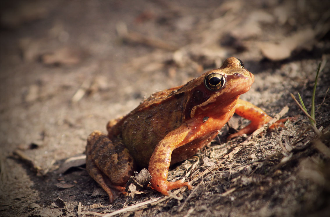 frosch.