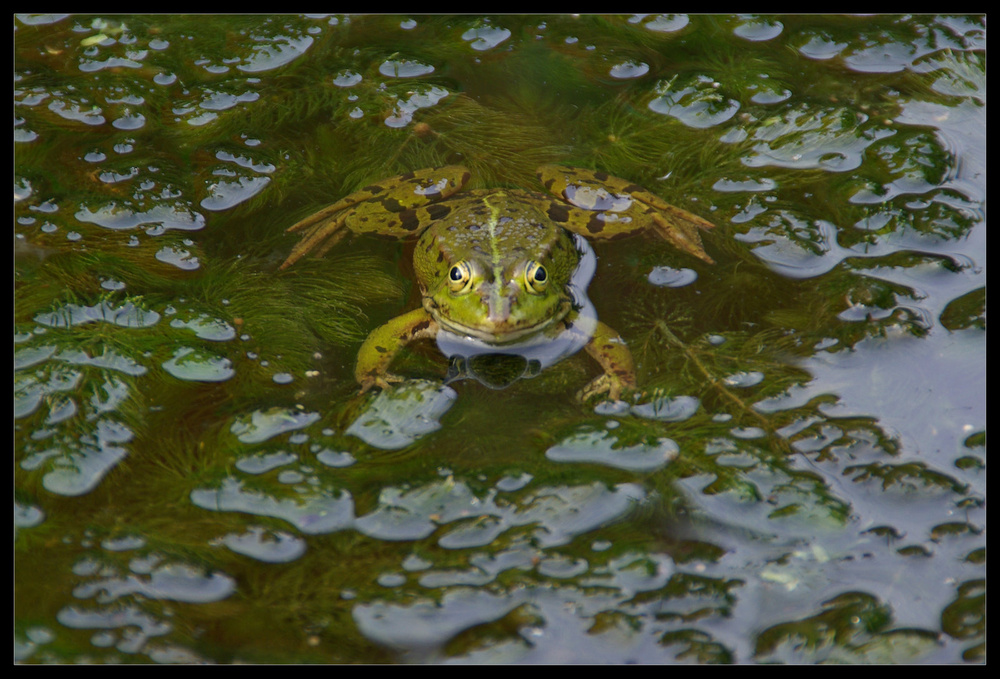 Frosch