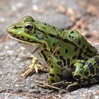 FROSCH -Akupunktur soll ja helfen ;-))