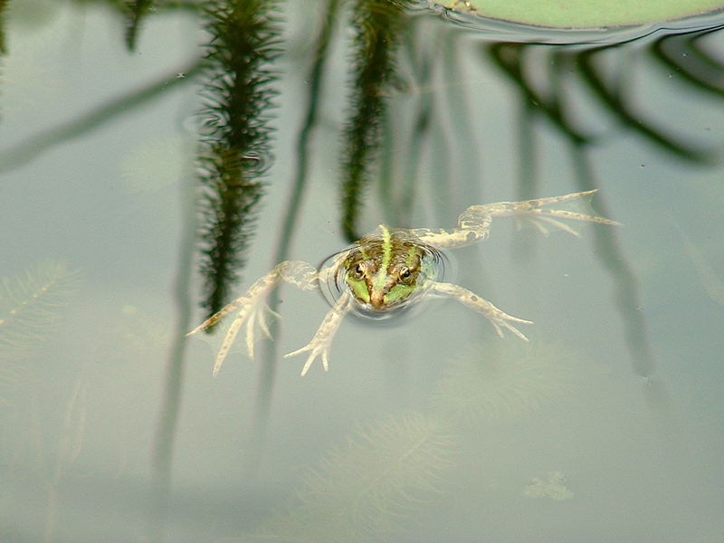 Frosch-Alarm