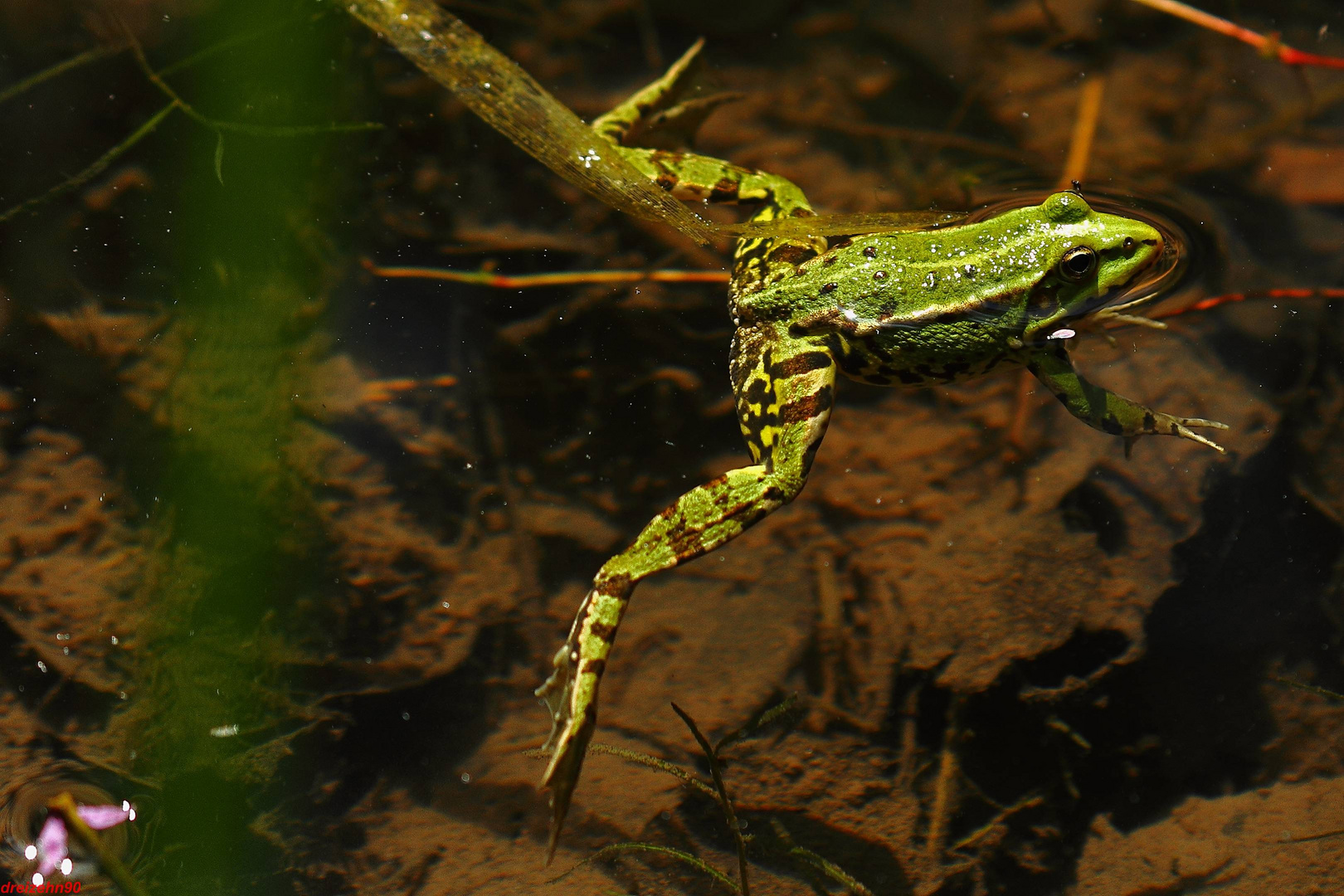 Frosch als Freischwimmer