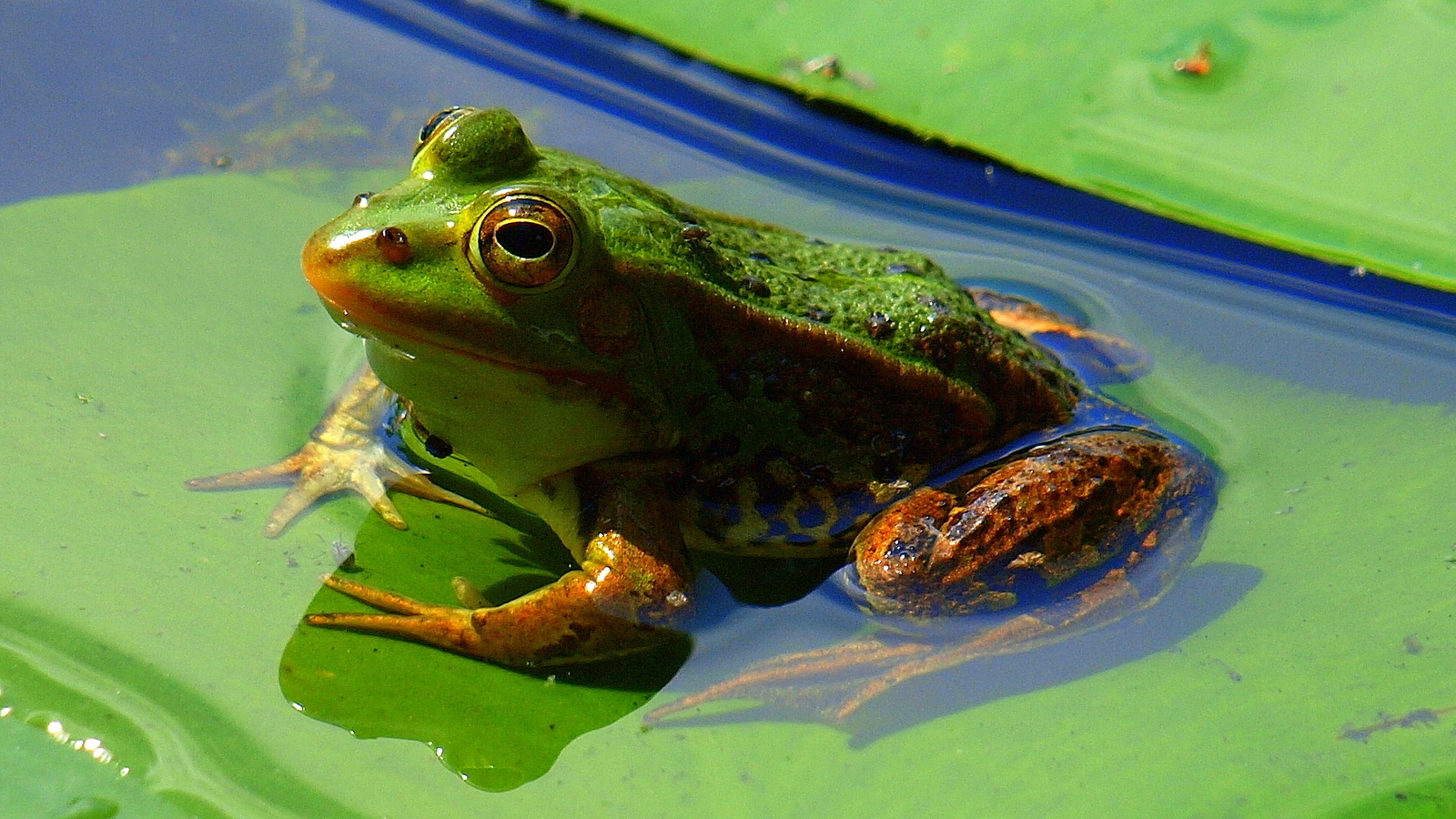 Frosch am Blindsee