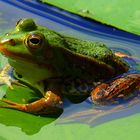 Frosch am Blindsee