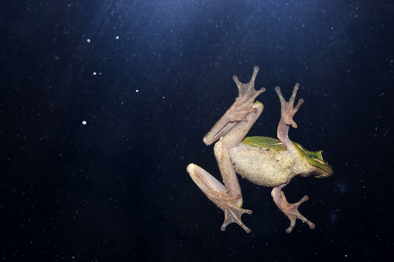 Frosch am Fenster