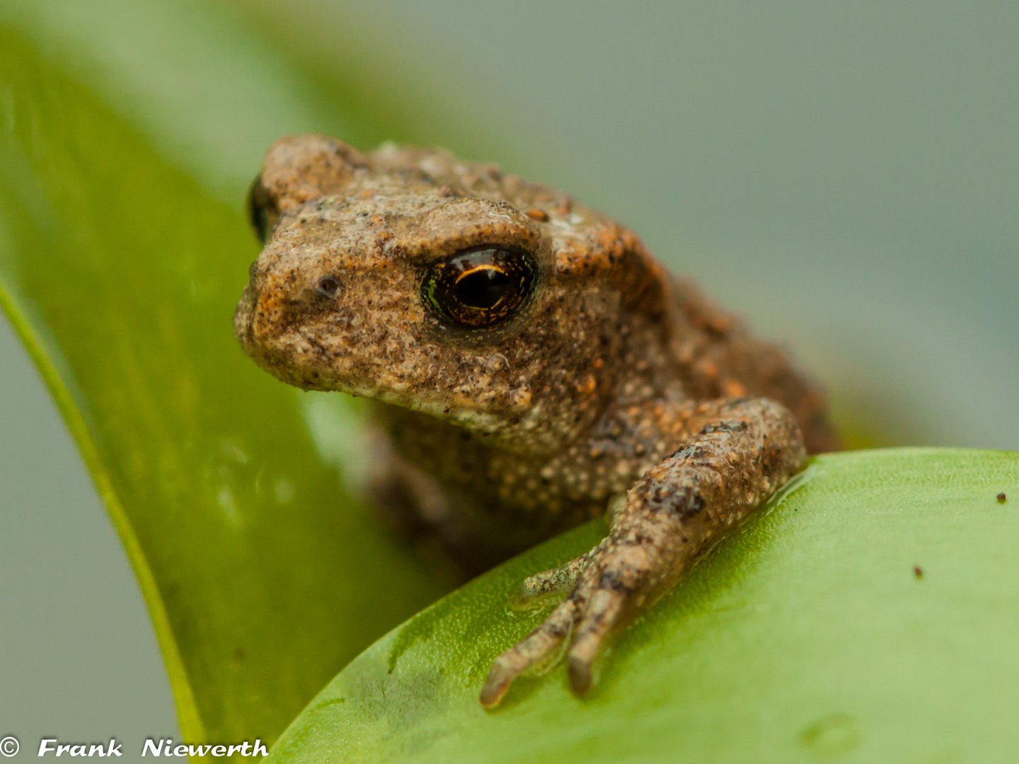 Frosch am Garten Bachlauf