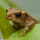 Frosch am Garten Bachlauf