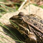 Frosch am Gartenteich