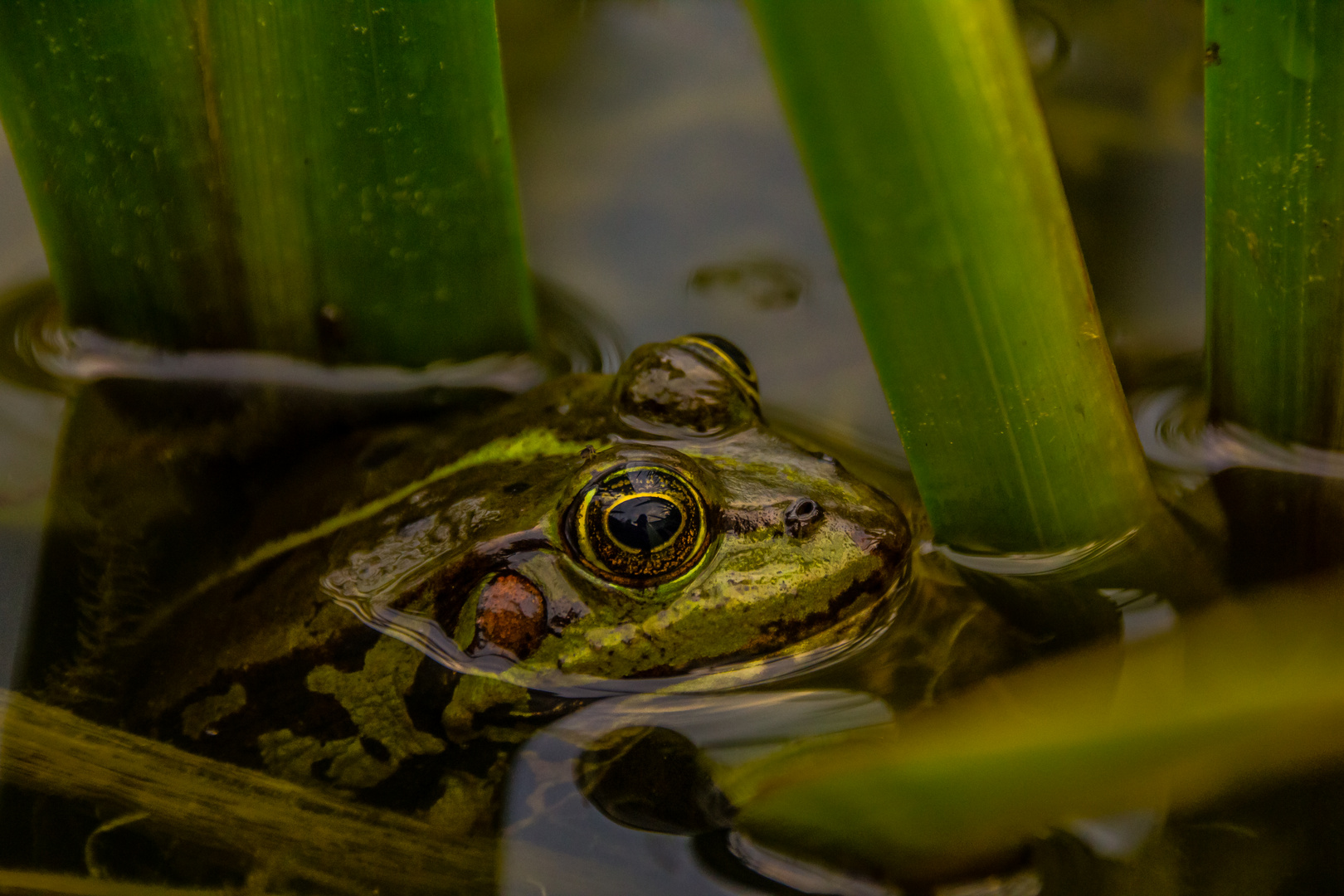 Frosch am Gartenteich