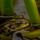 Frosch am Gartenteich