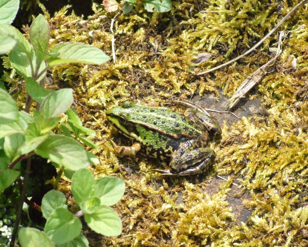 Frosch am Gartenteich