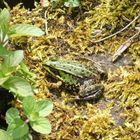 Frosch am Gartenteich