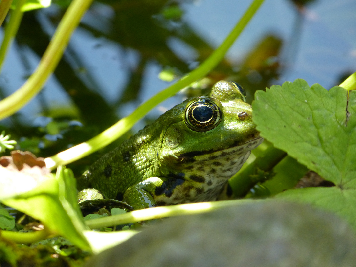 Frosch am Gartenteich