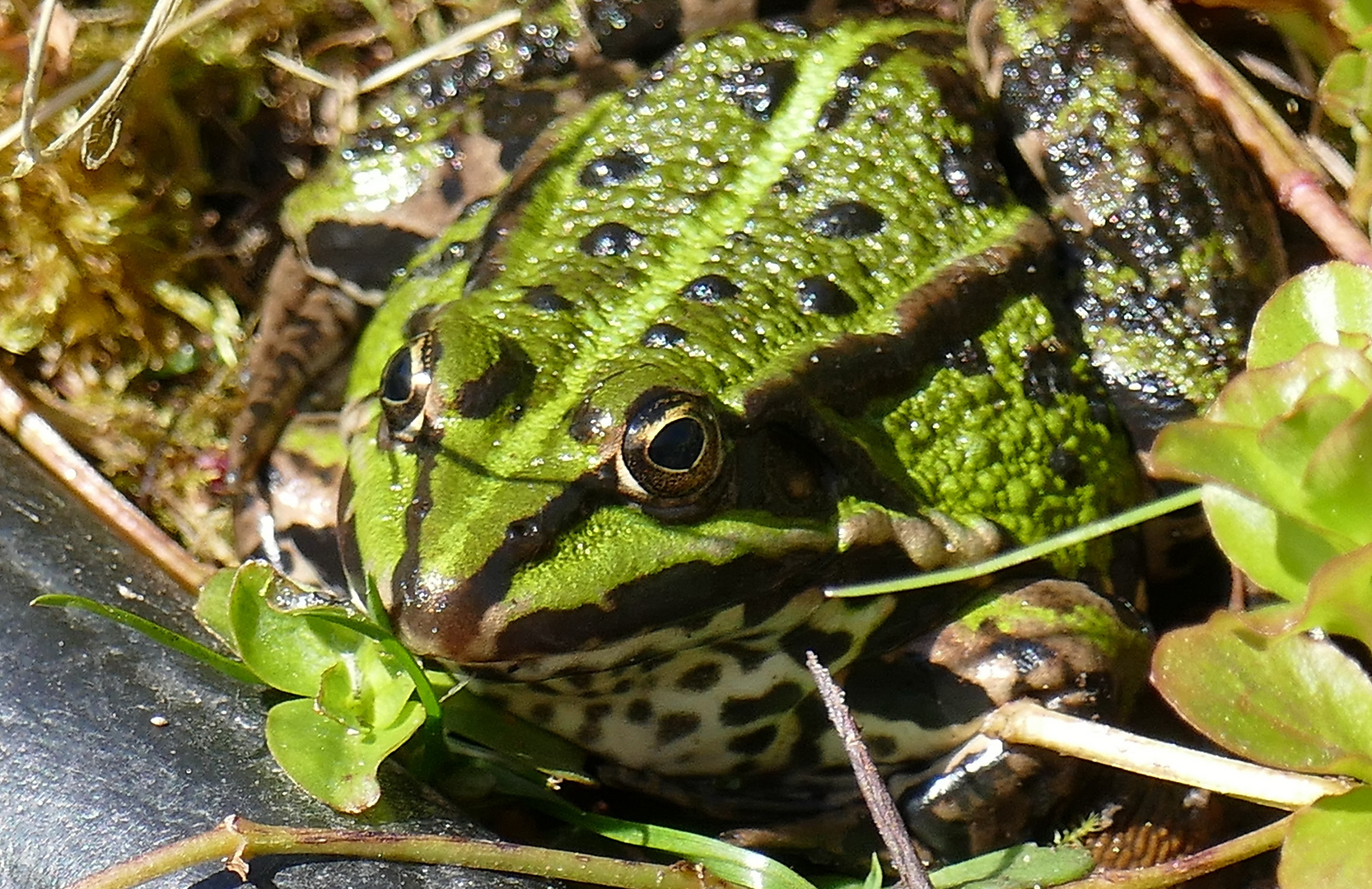 Frosch am Gartenteich