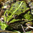 Frosch am Gartenteich