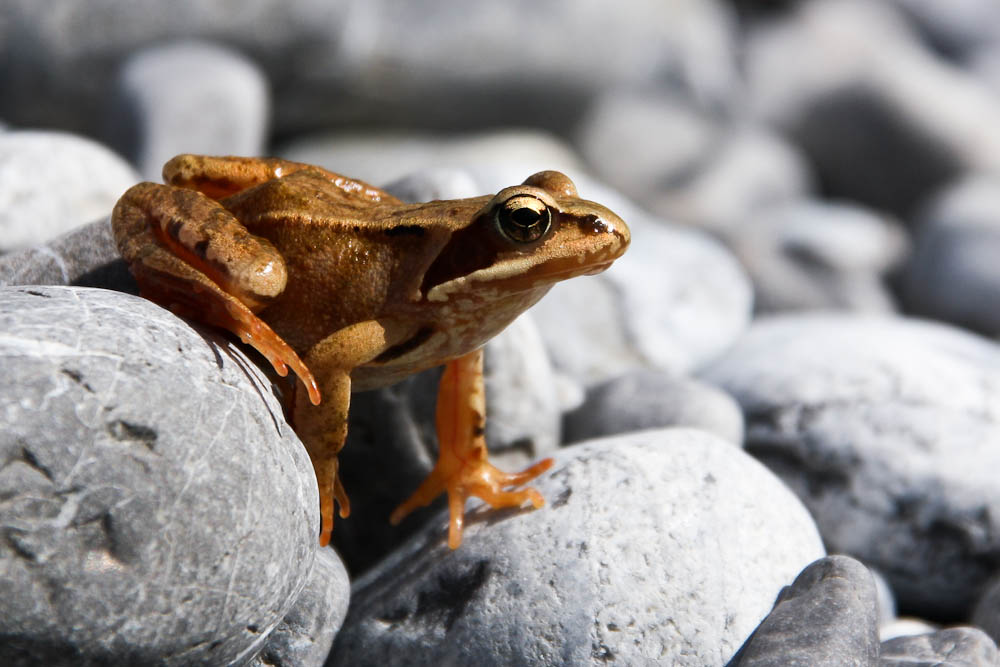 Frosch am Lech