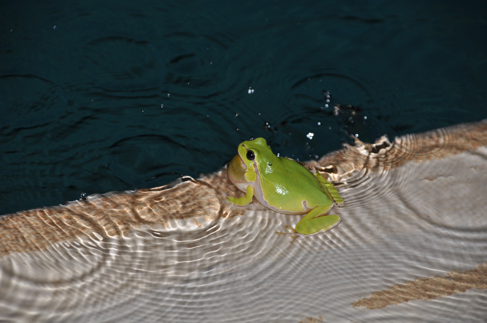 Frosch am Pool