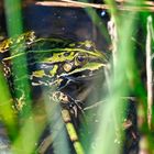 Frosch am posieren